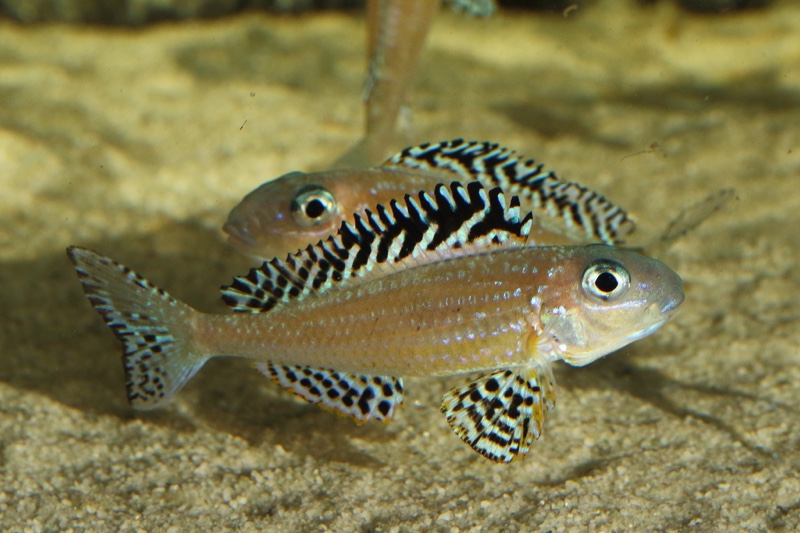 Xenotilapia papilio 'Tembwe Deux'